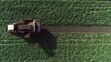 Kovid-19 organik tarım ürünlerine ilgiyi artırdı