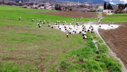 Baharı bekleyen leyleklere, Muhtar’dan balık servisi