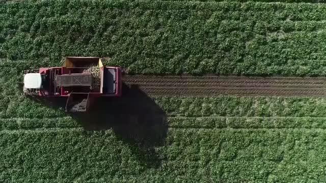 Atatürk Üniversitesi Ziraat Fakültesi Öğretim Üyesi Prof. Dr. Taşkın Öztaş