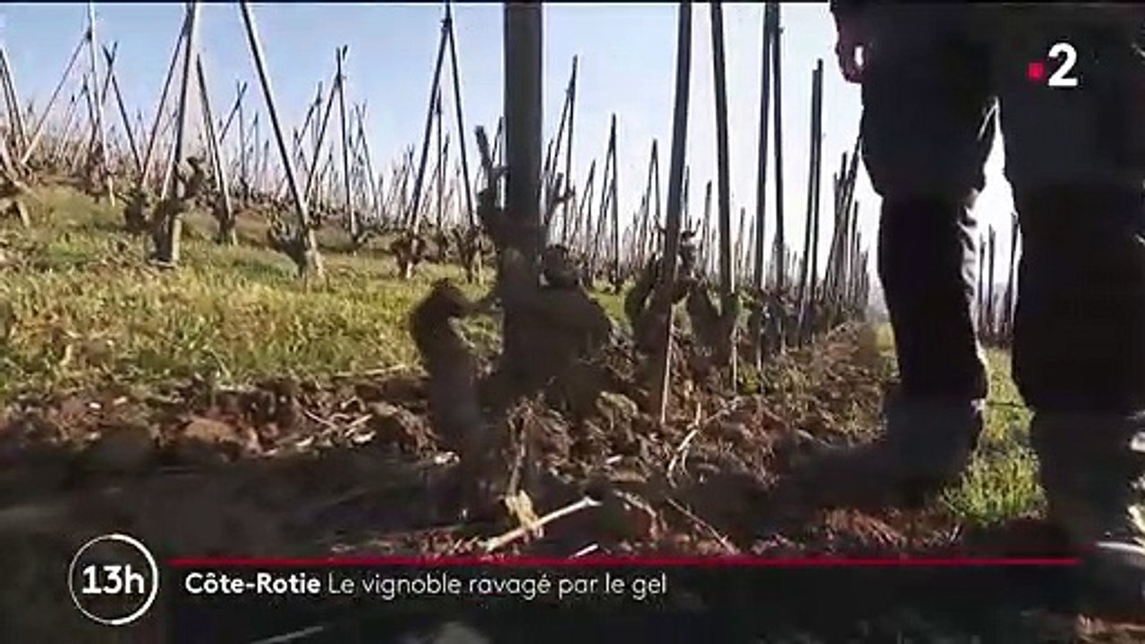Viticulture : le gel ravage les vignobles