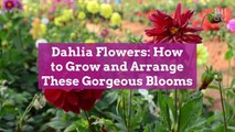 Dahlia Flowers: How to Grow and Arrange These Gorgeous Blooms