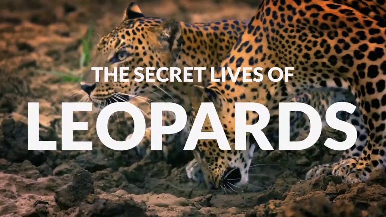 The Secret Lives of Big Cats • 2020 • Episode "...
