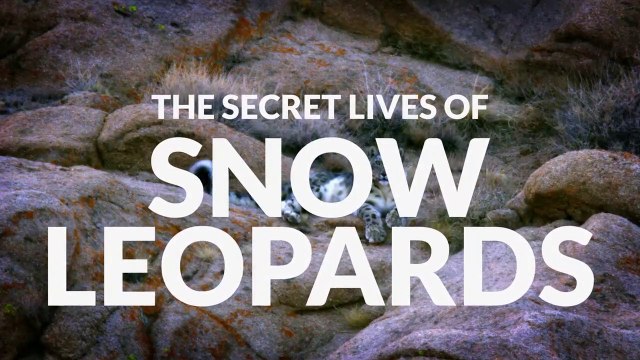 The Secret Lives of Snow Leopards • 2020 • episode 2/7 • The Secret Lives of Big Cats - HD