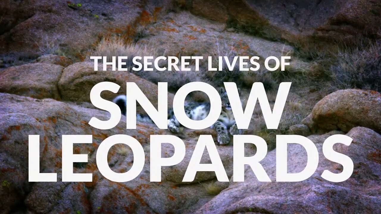 The Secret Lives of Snow Leopards • 2020 • episode "2/7" • The Secret Lives of Big Cats - HD