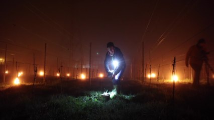 Des bougies pour réchauffer les vignes du Domaine de la Portelette