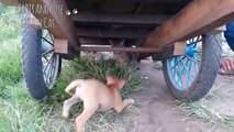 Cats And Dogs Awesome Friendship -  Funny Cat And Dog Vines Combination