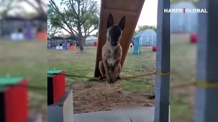 Yetenekleriyle şaşırtan ip cambazı, kaykay ustası köpek kamerada