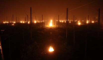 Des bougies pour réchauffer les vignes du Domaine de la Portelette