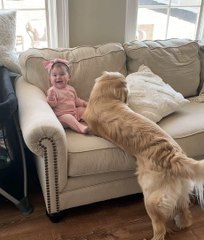 Golden Retriever Gives Glorious Cuddles