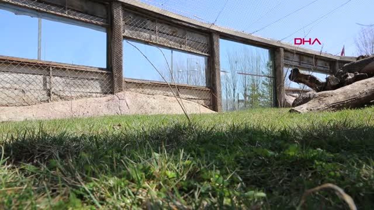 YAVRU VAŞAĞIN YENİ YUVASI, ESKİŞEHİR HAYVANAT BAHÇESİ OLDU
