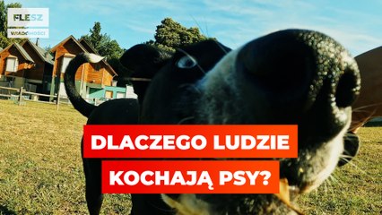 Download Video: Dlaczego ludzie kochają psy?