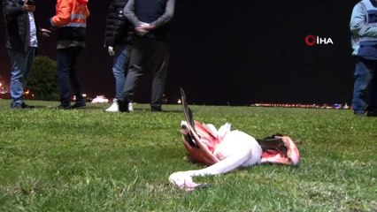 Telef olan flamingoların ölüm sebebi belli oldu