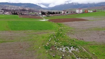 Baharı bekleyen leyleklere, Muhtar'dan balık servisi