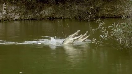 Australie, instincts de survie - Zones humides