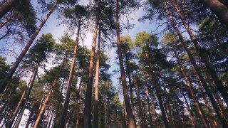 THE FOREST  _ Cinematic short film _ Nature B-roll