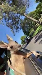 Orphaned Joey Loves His Car Rides