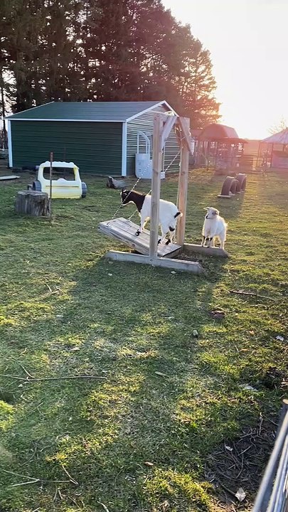 Goat Enjoying Some Time on Special Swing