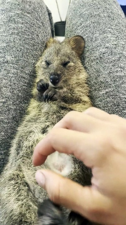 Snuggles with a Cute Quokka