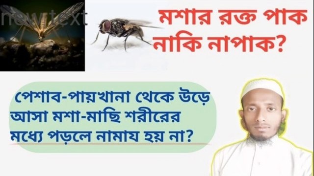 মশার রক্ত পাক নাকি নাপাক পেশাব-পায়খানা থেকে উড়ে আসা মশা-মাছি শরীরের মধ্যে পড়লে নামাজ হবে কিনা খুবই গুরুত্বপূর্ণ আলোচনা