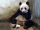 Yavrusunun Hapşırığından Korkan Anne Panda