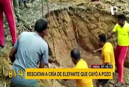 Rescatan a cría de elefante que cayó a pozo cuando caminaba con su manada