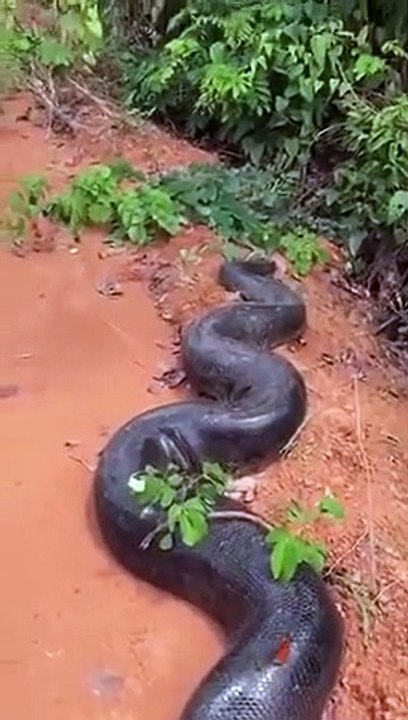 Des brésiliens découvrent un énorme anaconda en bord de route