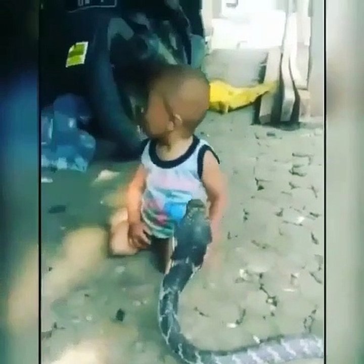 Un bébé joue avec un cobra... risqué