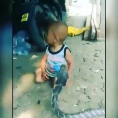 Un bébé joue avec un cobra... risqué