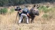 Quand un rhinocéros vient demander un gros calin à un cameraman