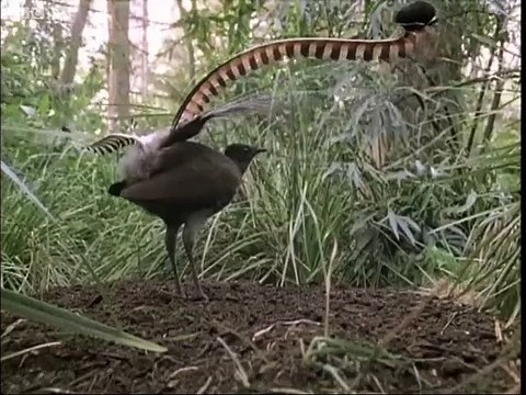 Cet oiseau imite tous les sons qu'il entend : oiseau Lyre