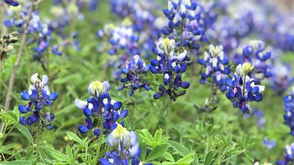 This Austin Resort Is Hosting a Bluebonnet Festival