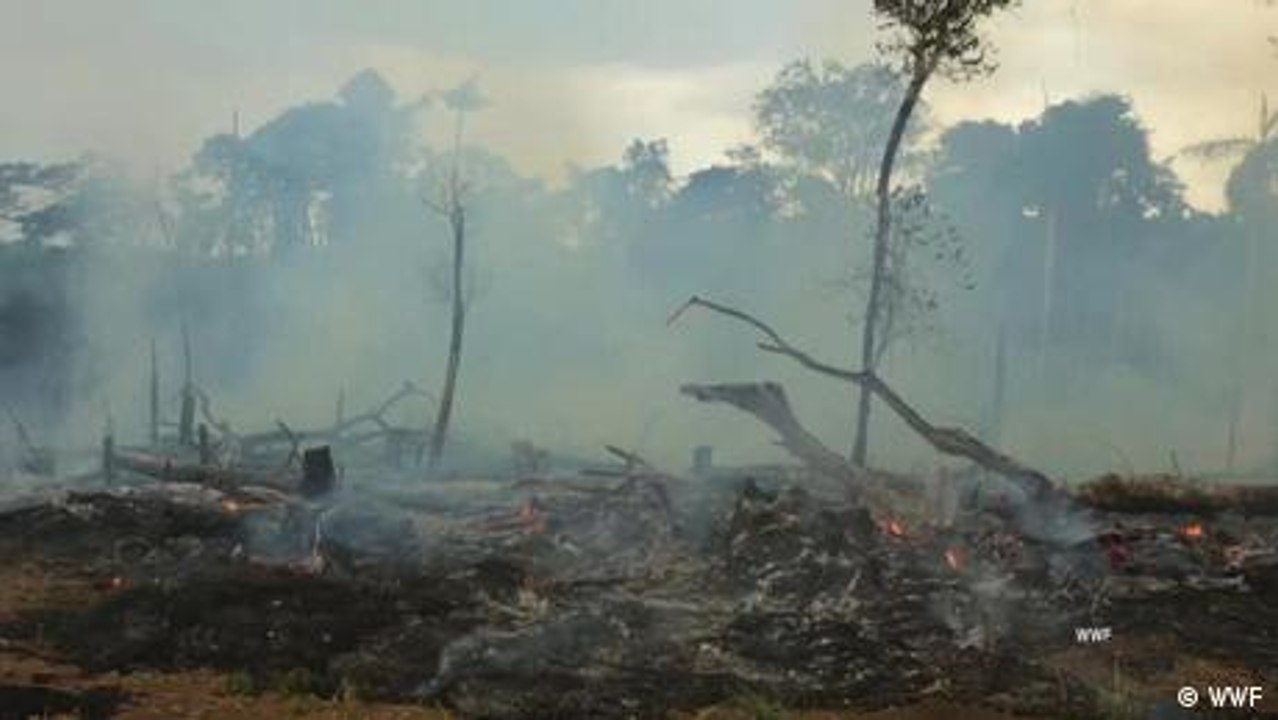 Die Wälder wieder aufforsten - geht das?