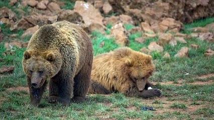 Brown bears pair up in the field 2021