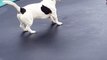 Oscar the Dog Loves the Trampoline