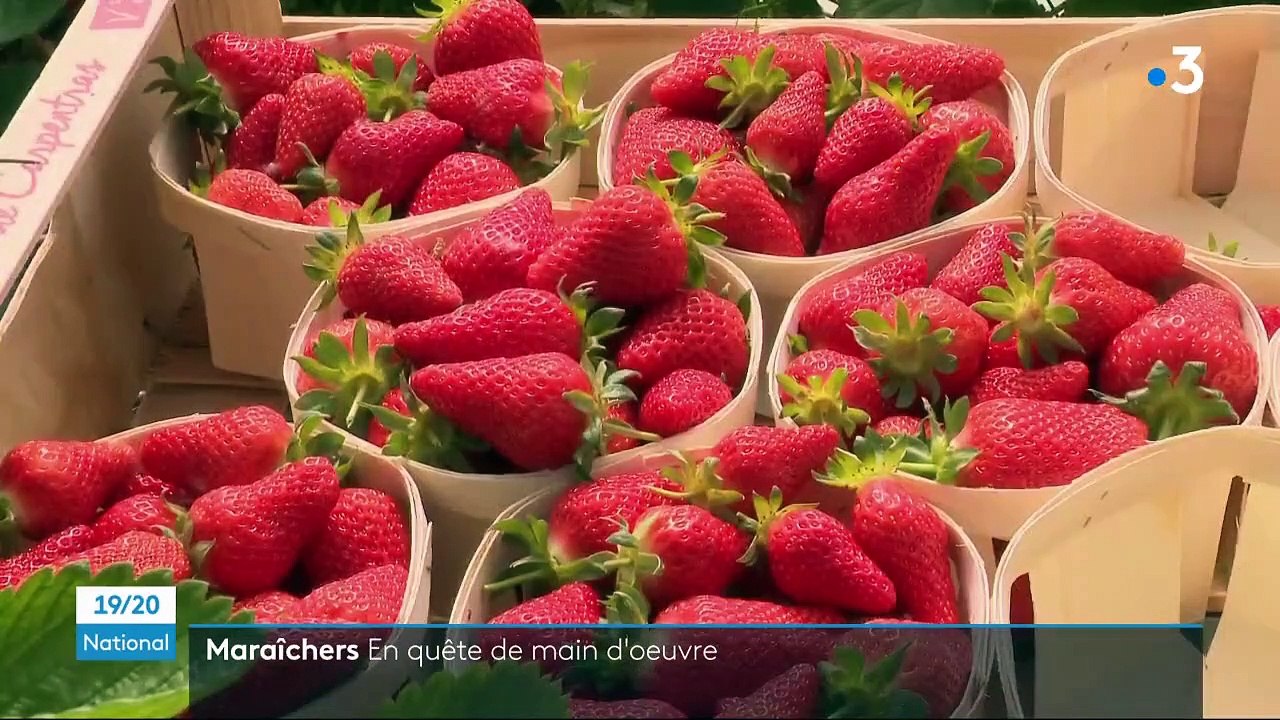 Agriculture : en manque de main-d’œuvre, les maraîchers misent sur des travailleurs étrangers