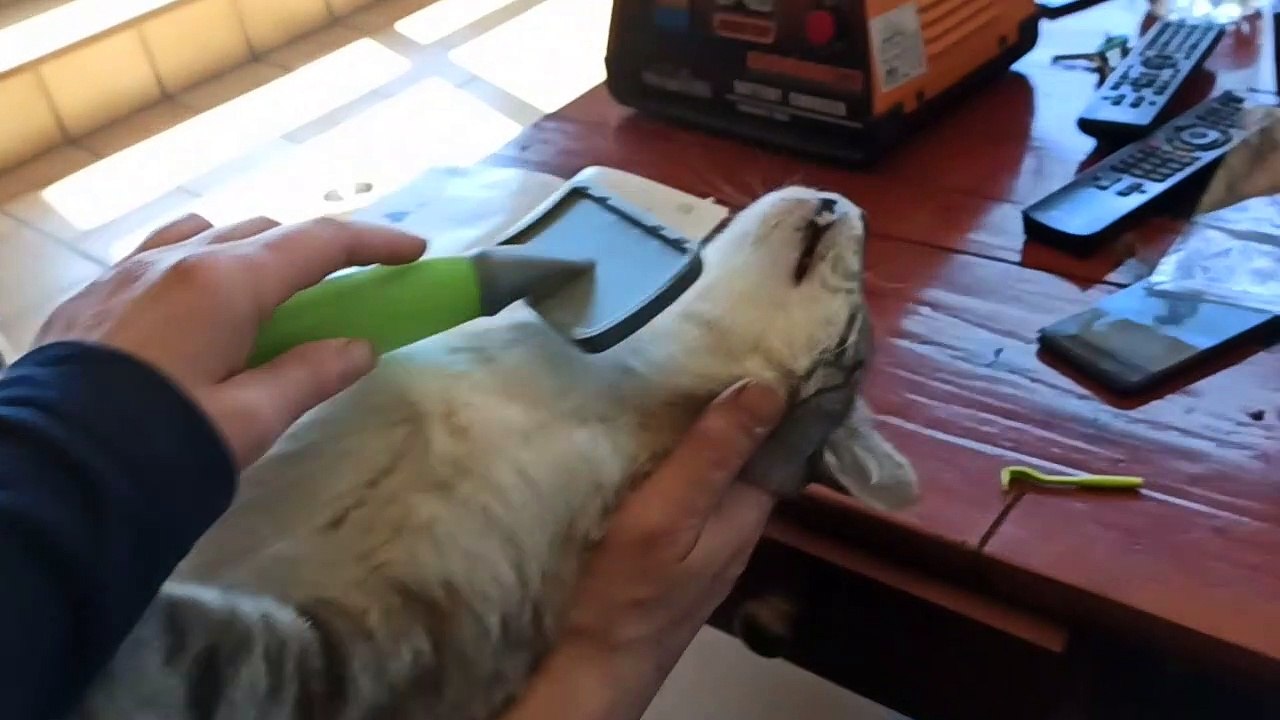 Lazy Cat Loves Brushing Session