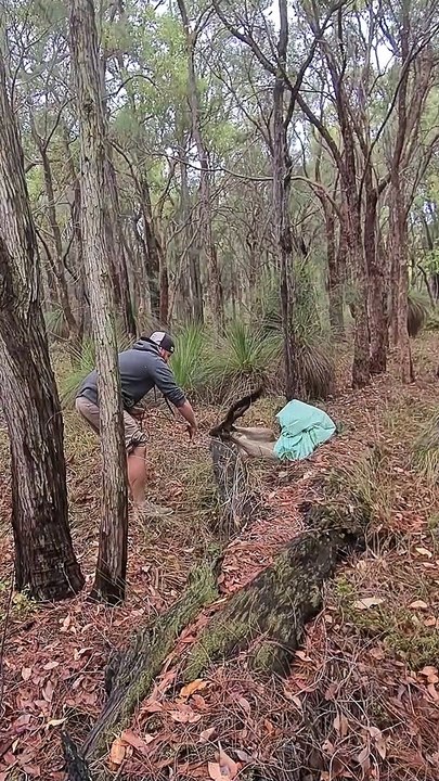 Saving a Wild Kangaroo Tied up in Cable