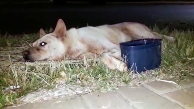 Cachorro é atropelado por carro e motorista não presta socorro; Moradores do Cascavel Velho ficaram indignados