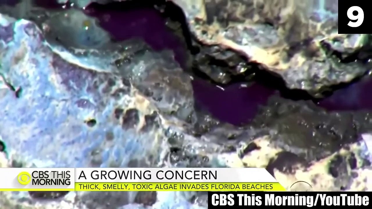 12 Mysterious Underwater Creatures Caught On Tape