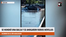 Se hundió una balsa y se ahogaron varios novillos