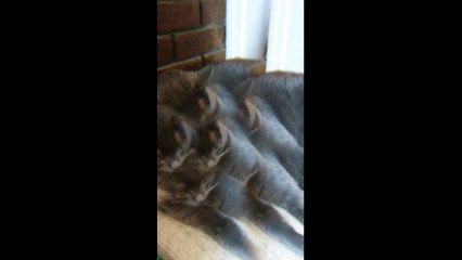 Job on 2 11 2020 with special effects l Pets and Animals