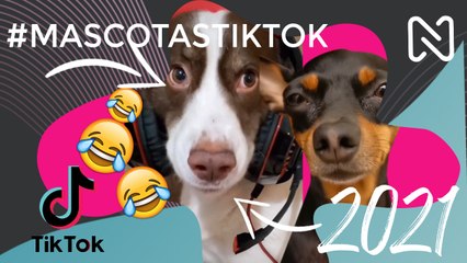 CONOCE a las tiernas MASCOTAS DE TikTok - ABRIL 2021