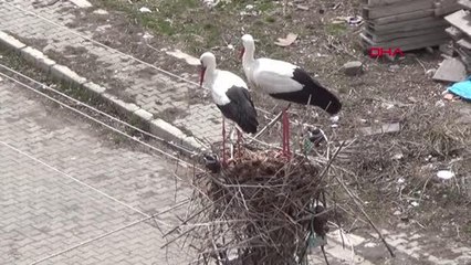 ARDAHAN LEYLEKLERİN YUVA MESAİSİ
