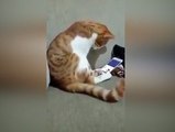 Ölen sahibinin fotoğrafını gören kedi bakın nasıl tepki verdi!