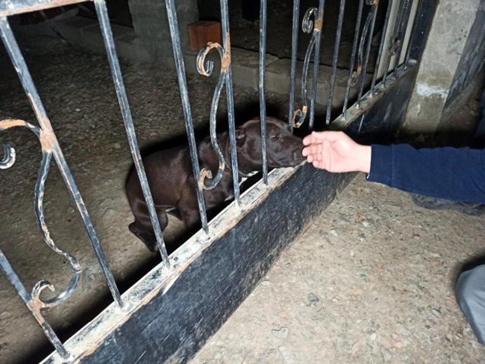Ankara'da veteriner teknisyeninin bahçesine yapılan baskında yasaklı ırk bulundu