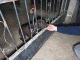 Veteriner teknikerinin bahçesinde beslediği pitbull cinsi köpeğe el kondu (2)- Yeniden