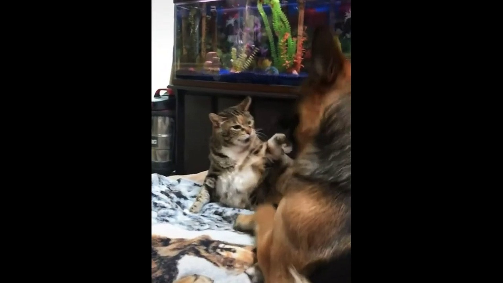 ⁣Cats vs dogs | Funny pets | funny videos | Fighting pets