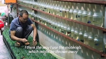 Fighting fish raised alone in recycled bottles in Vietnam