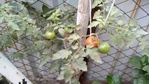 How to grow and care tomato plants