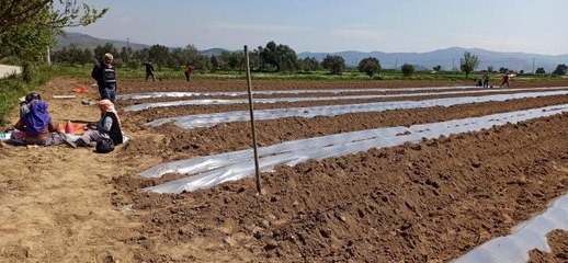 Don tehlikesi geçti, salatalık ekimleri hızlandı
